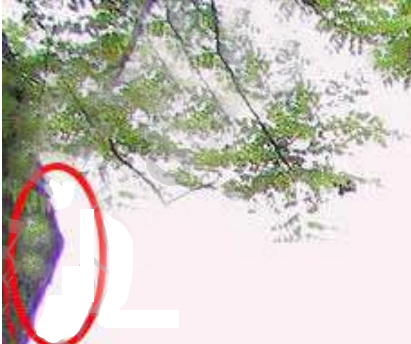 PurpleFringe